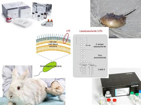 Bacterial Endotoxins/Pyrogens .